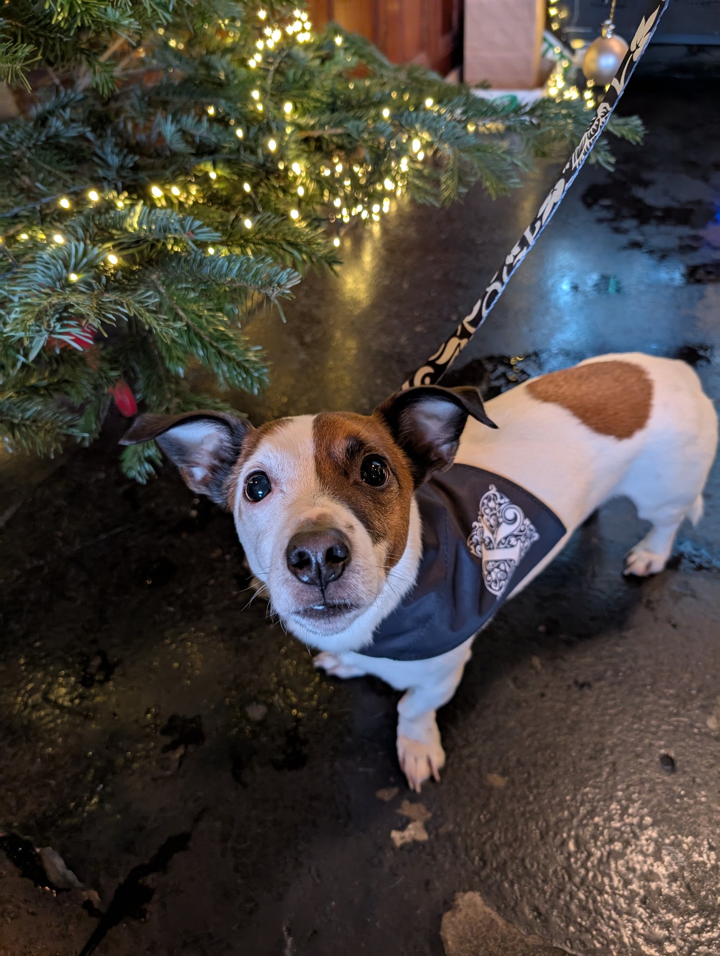 Kirkstall Reversible Dog Bandana