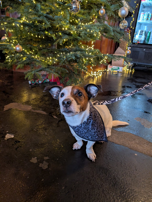 Kirkstall Reversible Dog Bandana
